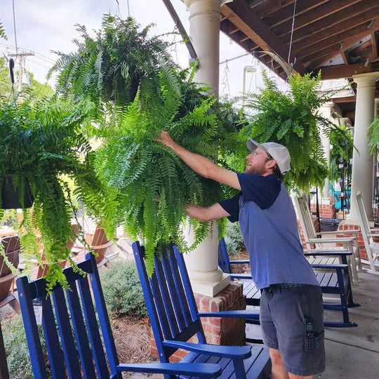 UV Resistant Artificial Boston Fern For Outdoors